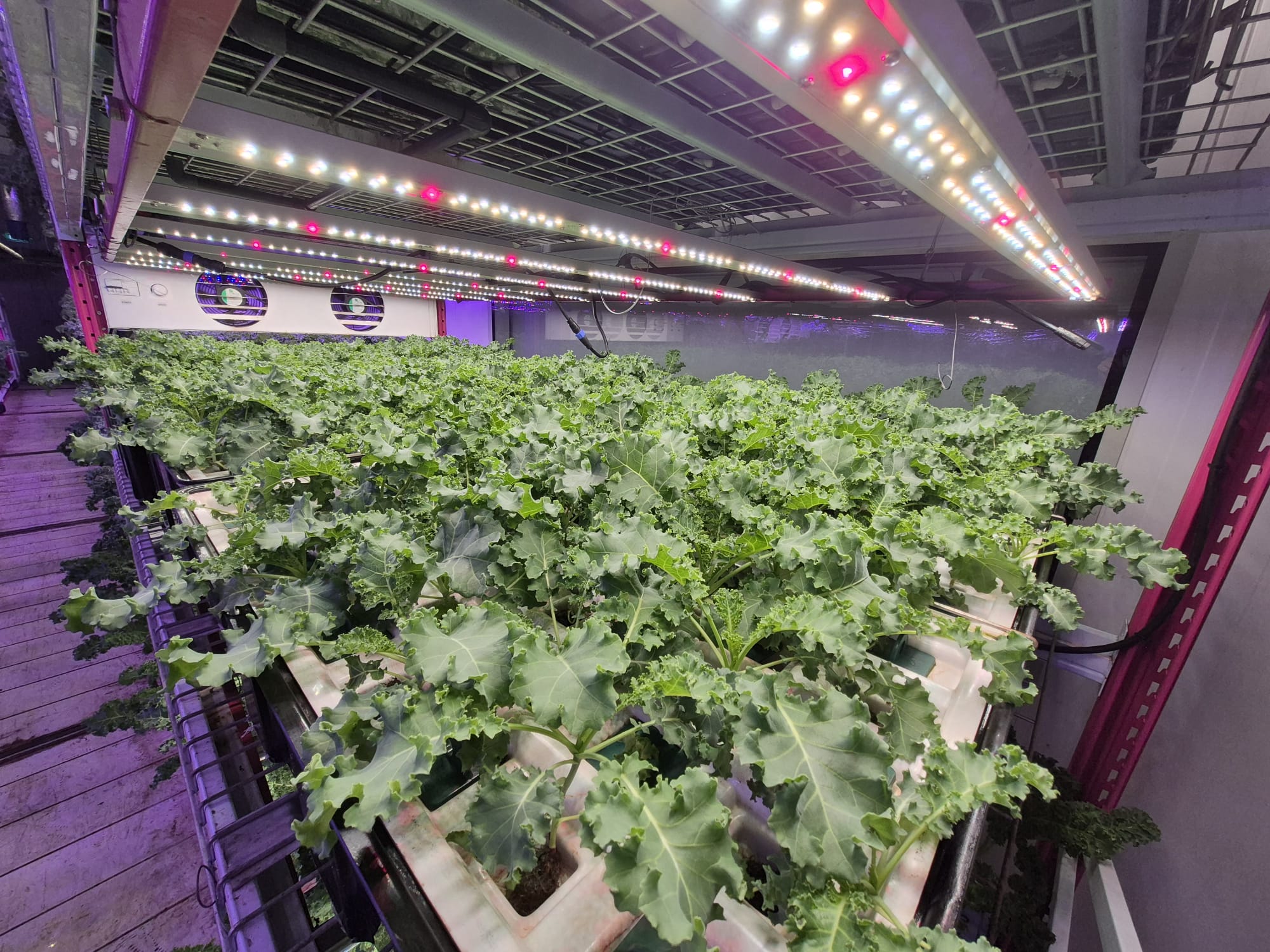 Inside an Aeroveg aeroponic growing chamber with suspended plant roots