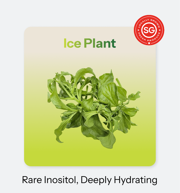 Ice plant
