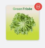 Green Frisee