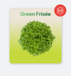 Green Frisee