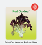Green_Glow-_Red_Oakleaf_2