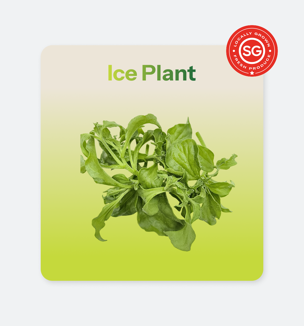 Ice Plant