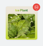 Ice Plant