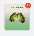 Red Frisee