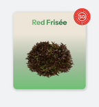 Red Frisee