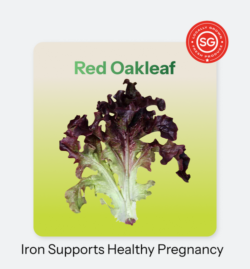 Red Oakleaf