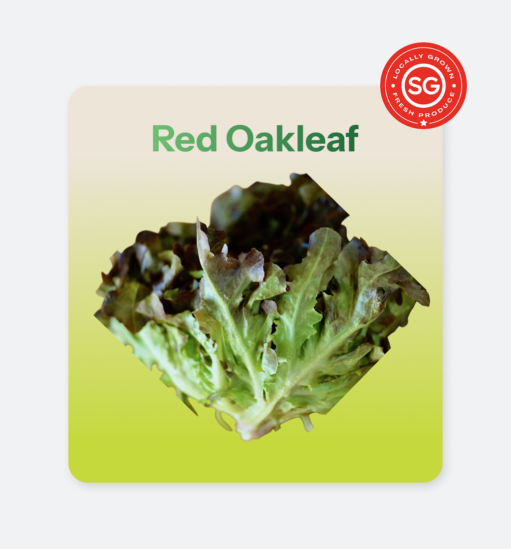 Red_Oakleaf